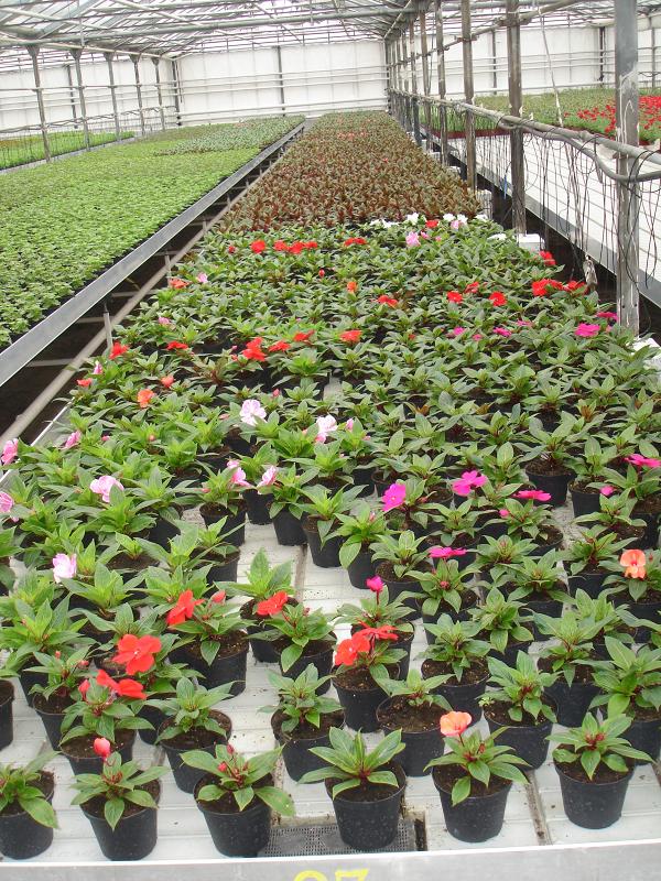 Интернет магазин продажа цветов