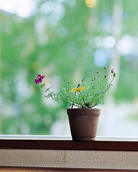 Интернет магазин продажа цветов