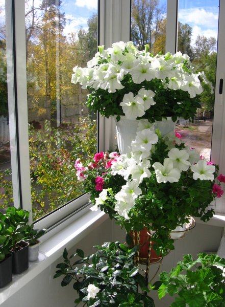 Интернет магазин продажа цветов