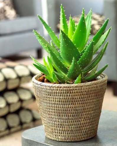 Интернет магазин по продаже домашних цветов