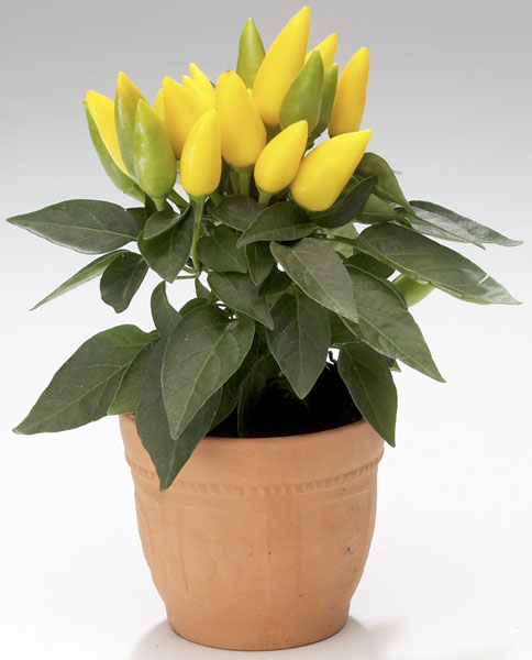 Интернет магазин по продаже домашних цветов