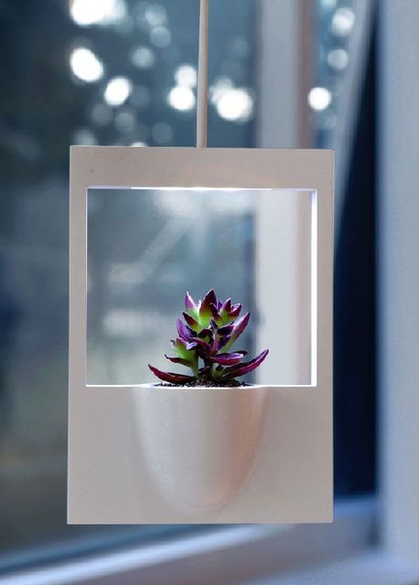 Интернет магазин по продаже домашних цветов